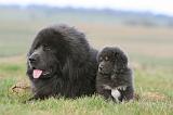 DOGUE DU TIBET 742